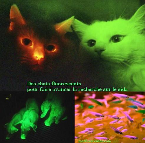 Des Animaux fluorescents pour faire avancer la recherche