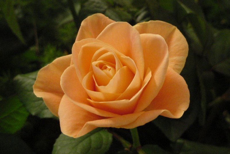 002070-rose-photo-libre -de_droit