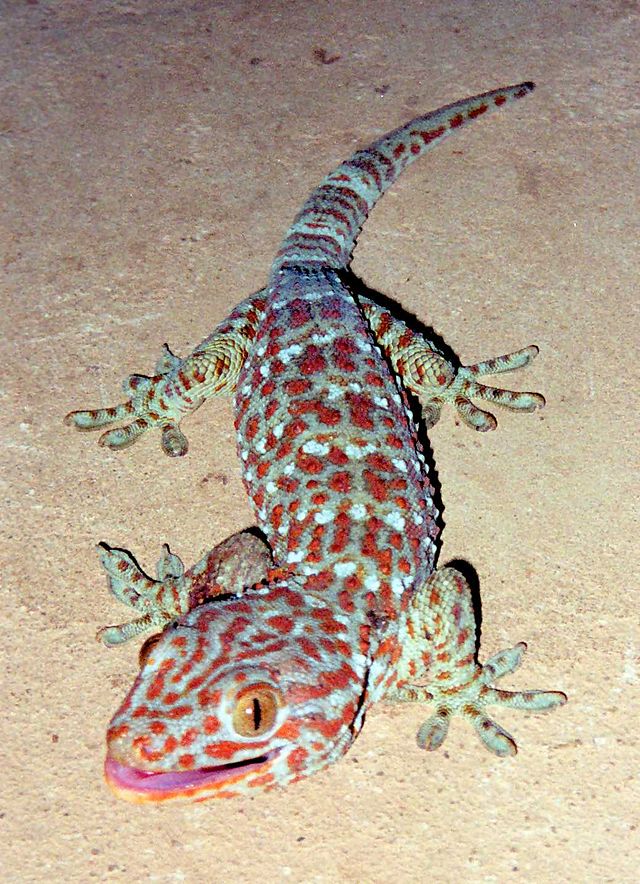 Tokay_Gecko