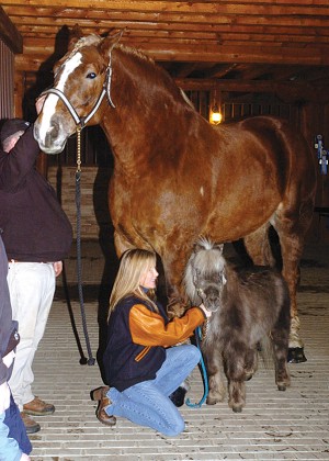 Hier, Big Jake a été élu cheval le plus grand du monde par le Guinness des records dans le Wisconsin aux Etats-Unis