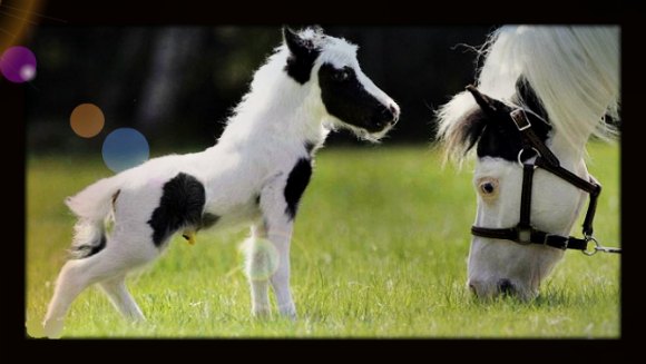 le-plus-petit-cheval-du-Monde