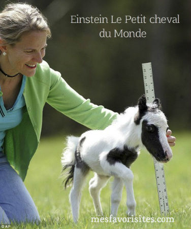 Einstein_le-plus-petit-cheval-du-Monde