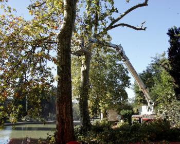 Abattage de platanes malades le long du Canal du midi