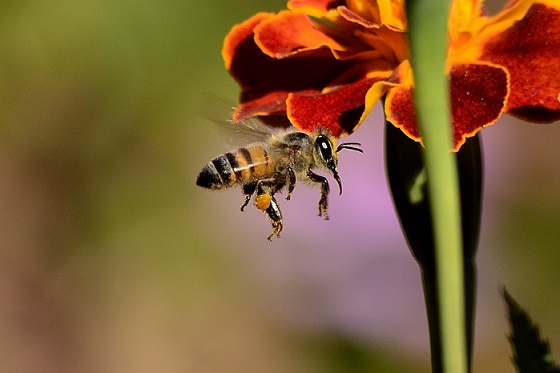 Abeille_ Sting _Abeille_ _ Miel Ailes_ Miel_Rche