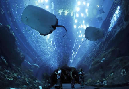 Aquarium-de-Dubai-dans-le-Dubai-centre-commercial_mesfavorisites.com