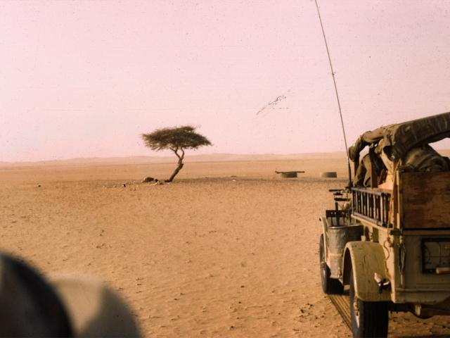 L'arbre de vie Bahreïn , l'arbre le plus isolé de la Terre.