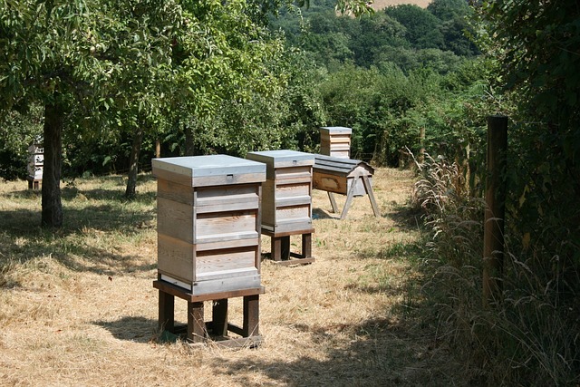 beehives-Rches