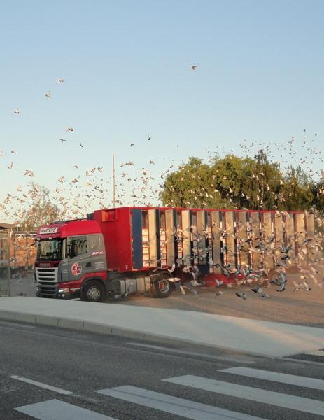 Boé Lâcher de pigeons voyageurs