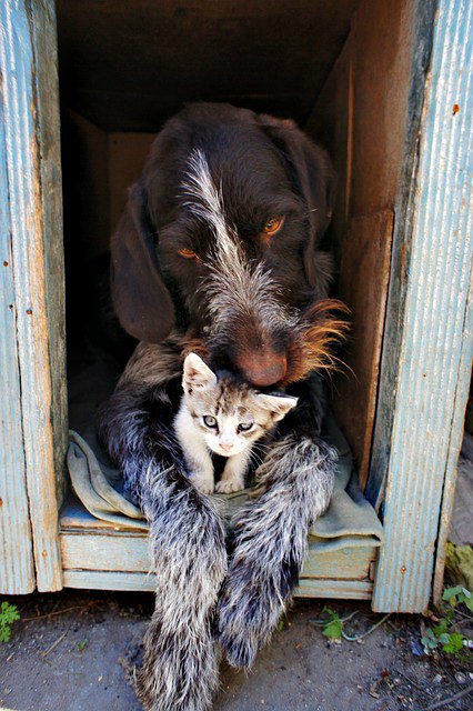 dog-and-cat-chiens_ et _chats, animaux, chien, chaton,