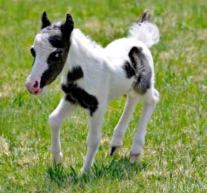 Einstein _le - plus-petit -cheval-du-Monde