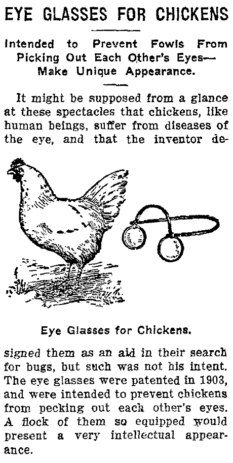 Eye_Glasses_For_Chickens-lunette-pour-poule