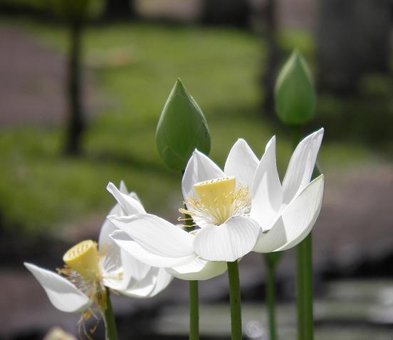 fleur-de-lotus