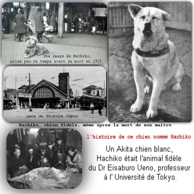 histoire-Hachiko-un -Akita_48e3eefd4559227e06d2MEFA