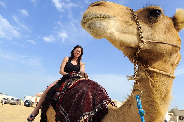 iraq-80106_640Camel_Femme_chameau_dromadaire