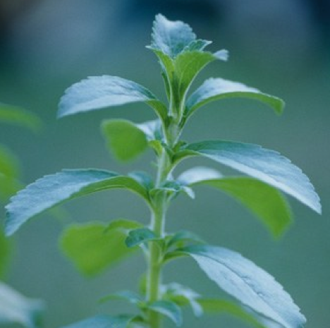  La -stevia- la- plante -qui -se- fait- tout -sucre