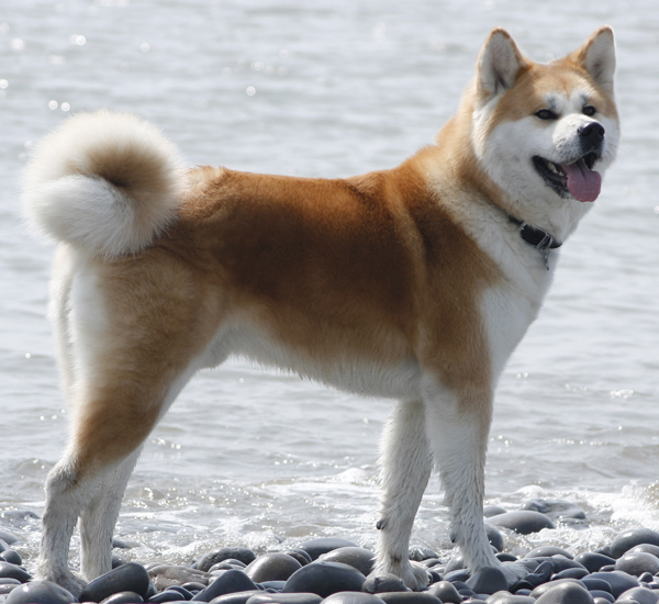 Chien-Japanese-akita