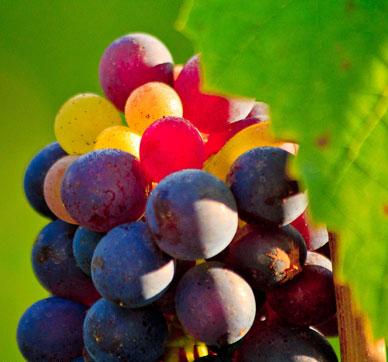 La_ Fêtes- des _des_ vendanges_Montmartre_2012