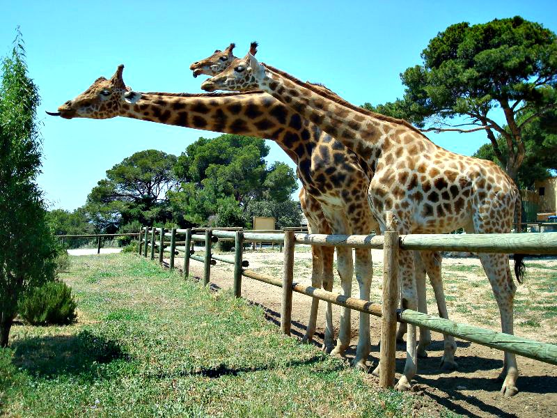 La girafe- _ espèce _ mammifères_ ongulés_ artiodactyles