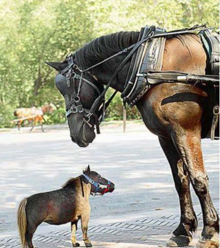 Un des plus petit cheval du monde 