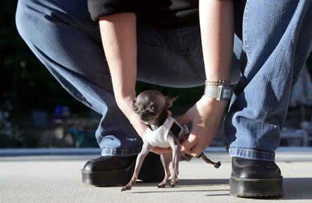 le plus petit chien: 12,4 cm (4,9 pouces) de hauteur