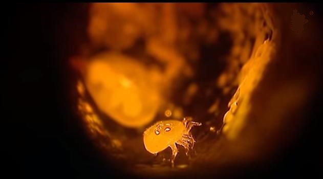 Le_ Varroa _destructor