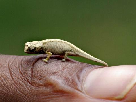 Le- plus- petit -caméléon