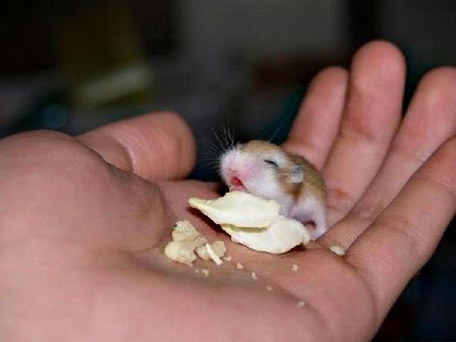 le-plus-petit-hamster-du-monde