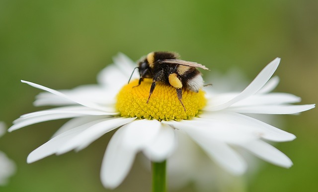 Marguerite _Fleurs _Pré_ D`été_ Jaune _Blanc