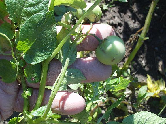 nouvelle varité de pomme de terre unique