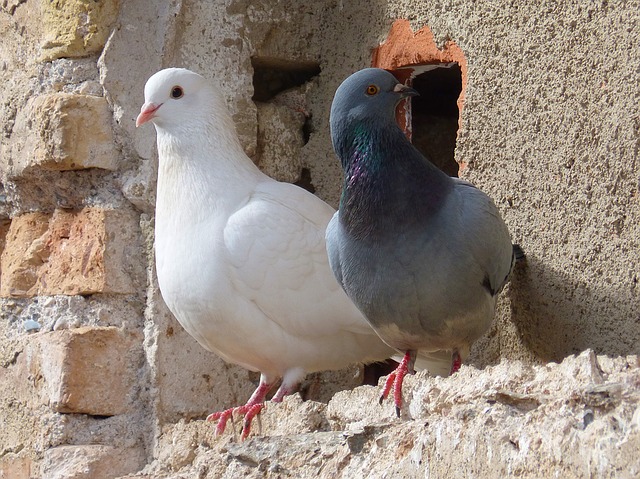 pigeons, couple, colombe blanche, oiseaux ,colombophile