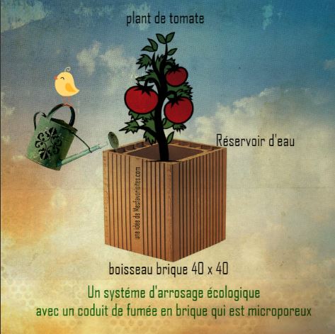 PLANT-DE-TOMATES