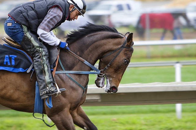 racehorse-cheval de course, cheval, piste de course, le sport, la concurrence, hippodrome, jockey , photos