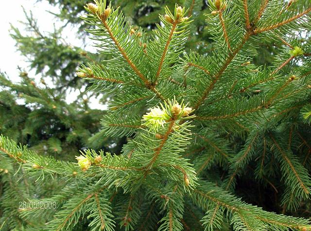 sapin de noël naturel arbre de noël