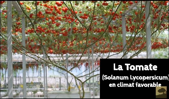 tomate-arbre-lOctopus Tree