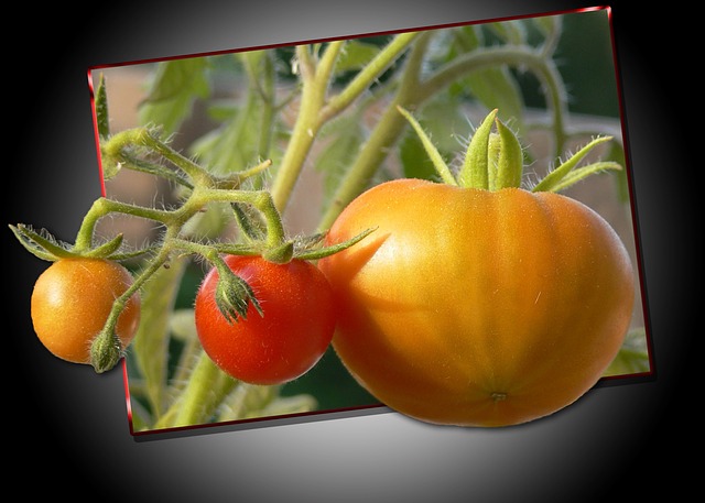 tomates