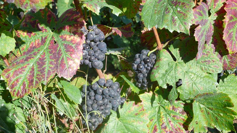 Le vin est alors vendu aux enchères. Le bénéfice revient aux œuvres sociales 